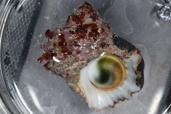 Media type: image;   Malacology 393771 Description: live specimen;